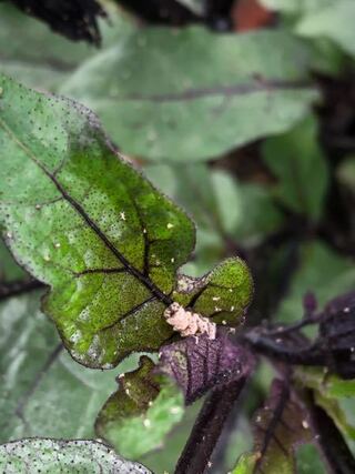 ナスについた謎の虫 昨日いなかったのに 今日唐突に 白い毛虫 芋虫 Yahoo 知恵袋