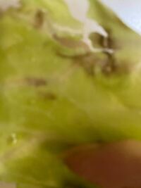 酢キャベツについて 作り方は キャベツ半玉につき酢を0から300m Yahoo 知恵袋