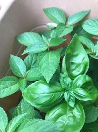バジルを植えたのですが 右下のツヤのある葉からはしっかりバジルの Yahoo 知恵袋
