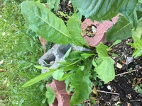 この植物の名前はなんですか 庭に生えていました タンポポの葉に似てる気もし Yahoo 知恵袋