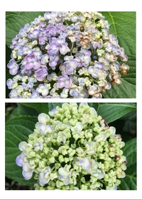 あじさいの花びらの一部が茶色に変色してしまいました １日家を Yahoo 知恵袋