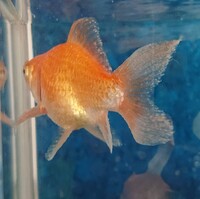 琉金の塩水浴中飼っている琉金がヒレを閉じたまま泳ぐようになり ヒ Yahoo 知恵袋