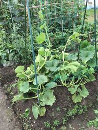 家庭菜園でカボチャを種から育てています 肥料が多すぎたのか つると葉っぱば Yahoo 知恵袋
