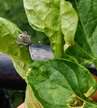 ベランダでプランター菜園しているトマトの葉が 元気なくなってきた Yahoo 知恵袋