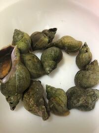 殻付きの冷凍のツブ貝を頂いたので 殻付きのまま茹でて爪楊枝で中身を取り出し食べ Yahoo 知恵袋