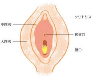 膣口からピンクの舌のような肉片が出ています 大きさは1センチほど Yahoo 知恵袋