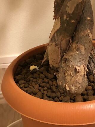観葉植物に黒くて小さくゆっくり飛ぶ虫が湧いていたので赤玉土に変えて2日目 Yahoo 知恵袋