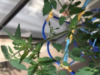 ミニトマトの苗を植えて1ヶ月以上 高さ100cm以上あるのに花が咲かない Yahoo 知恵袋