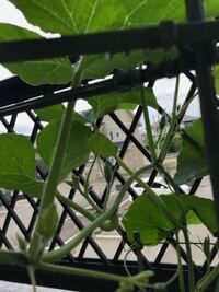 うりの花 見る限りでは雄花しかない 雌花が咲かない事がありま Yahoo 知恵袋