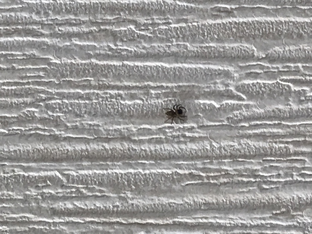 家に出た蜘蛛が何の蜘蛛か知りたいです。 今朝、家に1cmくらいの小さくて赤茶っぽい蜘蛛が出ました(拡大して撮ったので画質が悪くてすみません)。これはどんな蜘蛛でしょうか？このまま放置し ていて問題ないですか？ これとは別にもう少し大きくて黒いハエトリグモっぽい蜘蛛がいたのですが、1週間ほど前に意図せず偶然お風呂場で出た時に死なせてしまいました。この蜘蛛も仲間でしょうか？