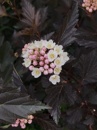 この画像の花はシモツケでしょうか よろしくおねがいします アメリカテマ Yahoo 知恵袋