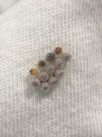 服にカメムシの卵服に小さい卵がついていて驚いたので調べるとカメムシ Yahoo 知恵袋