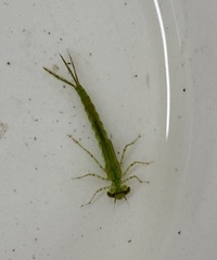 ヤゴの餌について 市販のメダカの餌は食べますか Yahoo 知恵袋
