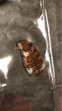家の台所にウジ虫の蛹の抜け殻がいくつもあったのですがハエやウジ虫は全くいませ Yahoo 知恵袋