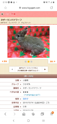 このうさぎはフォースドワーフ トゥルードワーフのどちらですか Yahoo 知恵袋