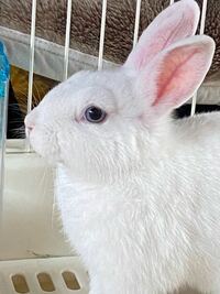 このウサギはブルーアイドホワイトですか みたいです 目が青いもんね Yahoo 知恵袋