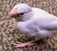 文鳥は特定の人に懐く鳥とのことなんですが自分の家の文鳥は家族全員に懐いて Yahoo 知恵袋