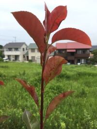 松の剪定作業後 手や首にかぶれが出てきました その手でトイレ Yahoo 知恵袋