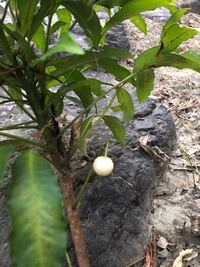 千両か 万両の木が勝手に生えてきたと思い観察していましたが 何と真っ白の実 Yahoo 知恵袋