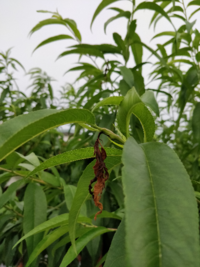 桃の木の先端の写真を見てください ２ヶ月位前から気になっているのです Yahoo 知恵袋