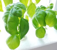 水耕栽培について ネットで大葉の水耕栽培の記事を見つけ 一ヶ月く Yahoo 知恵袋