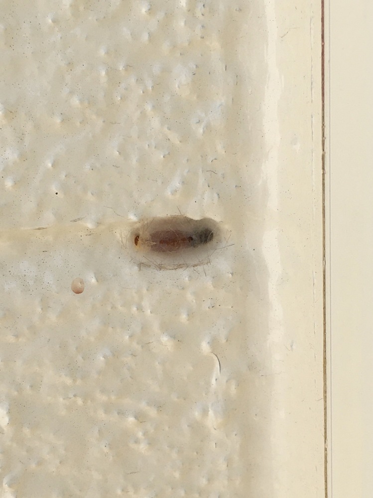 重要 責 死んでいる 家 の 外壁 虫 の 卵 Sztori Net