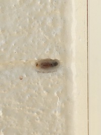 家の外壁に２ミリくらいの赤茶色の虫の卵みたいな種みたいなものが Yahoo 知恵袋