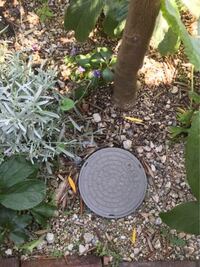 オリーブの木が欲しいのですが 結構なお値段なので 未だに手が出せずにいま Yahoo 知恵袋