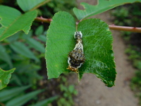 これは何の幼虫でしょうか ひどく厳つい風貌をしています 魚のオコゼを連想し Yahoo 知恵袋