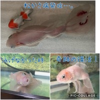 ココア玉を金魚にあげる メリットとデメリットを教えてくだ Yahoo 知恵袋