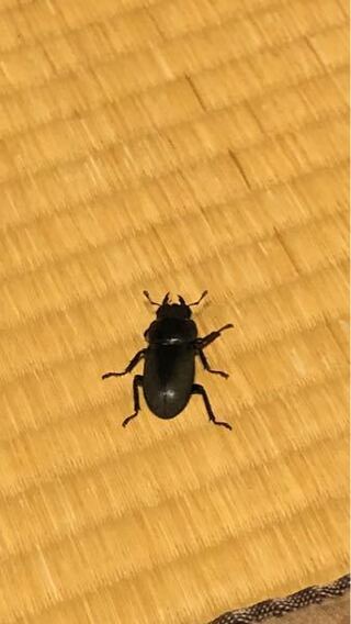 なんの虫ですか クワガタのメスですか コクワガタのメスです Yahoo 知恵袋