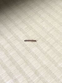 ヤスデ ムカデの小さいような虫です 今自宅に大量発生しています Yahoo 知恵袋