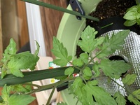 Jozpictsiet4p 印刷可能 木酢液 植物 枯れる 木酢液植物枯れる