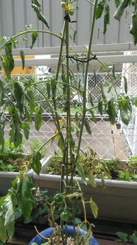 1ヶ月位前に植えた 鉢植えのミニトマトの葉が部分的に黒っぽくなっていました Yahoo 知恵袋