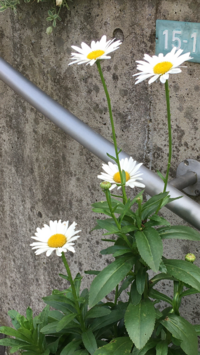 この花の名前はなんでしょうか 近所に咲いていたマーガレットに似ている花なの Yahoo 知恵袋