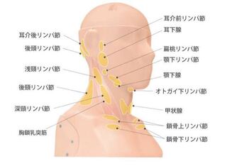 積分 のヒープ 聖人 首 しこり 動く Omutamachikyo Jp