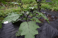 買ってきたナスの苗を植えたのですが1本だけ葉と幹に鋭いトゲがあります 花も Yahoo 知恵袋