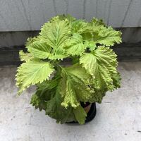 青じその葉の色が青緑ではなく 黄緑 茶緑色をしているのですが何が原因でしょう Yahoo 知恵袋