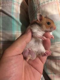 すみませんが このキンクマハムスターまだ1ヶ月半ですか オスです Yahoo 知恵袋