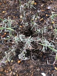 ラベンダーが突然枯れました 地植えでイングリッシュラベンダーを２株植え Yahoo 知恵袋