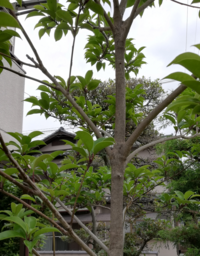 以前 クロガネモチと教えて頂いたのですが 花が咲いた事や 実がつ Yahoo 知恵袋