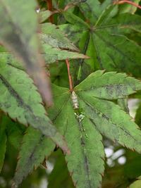 紅葉に黒い小さな虫が沢山付いています 駆除の仕方がわからないの Yahoo 知恵袋