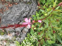 この 茎の色も赤っぽい薄いピンクの花の名前は何ですか ガウラです ピ Yahoo 知恵袋