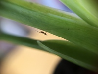 室内の観葉植物についていた虫です。
これはキノコバエという虫でしょうか？ 