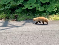 叫ぶ動物 叫ぶ動物