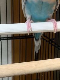 セキセイインコ飼ってるんですけど足の爪が1本だけ黒いです な Yahoo 知恵袋