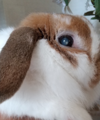うさぎ目の白い点について8日に白目が充血していることに気づき時間も遅かったため Yahoo 知恵袋