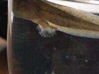 オタマジャクシの片足がフサフサしたものに覆われてしまいました Yahoo 知恵袋