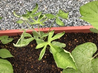 朝顔の葉が縮れてしまいました 写真のように新しく出てくる朝 Yahoo 知恵袋