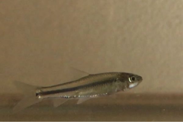 何の魚 自宅の田んぼにいた5 6cmの稚魚です 支流から紛れ込ん Yahoo 知恵袋